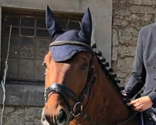 jumper Vantino (Zangersheide riding horse, 2018, from van Gogh)