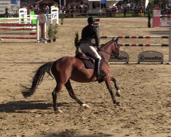 Reitturnier Albersloh 2024