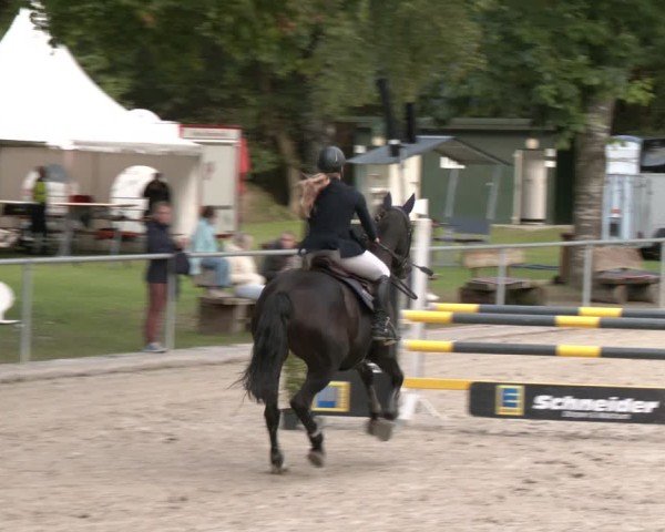 Reitturnier Dörpen 2024