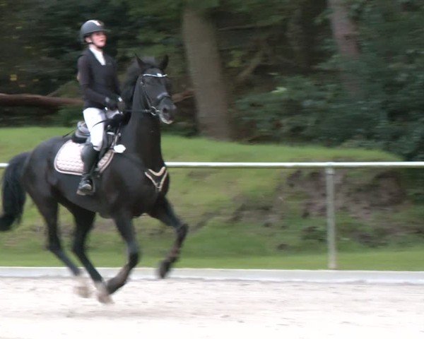 Reitturnier Dörpen 2024