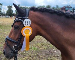 jumper Machno Greta (Welsh Partbred, 2016, from Machno Special Edition)