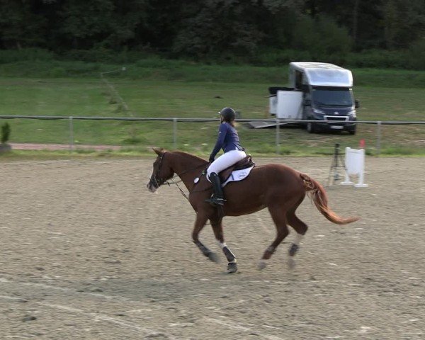 Reitturnier Bad Liebenstein/Sorga 2024