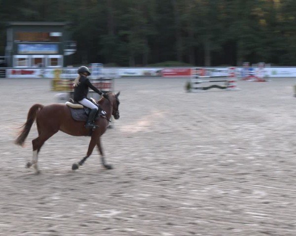 Reitturnier Dörpen 2024