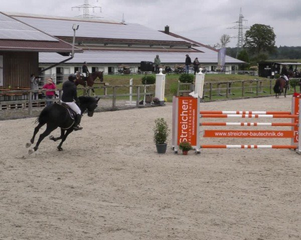 Reitturnier Honsolgen-Buchloe/Schw. 2024