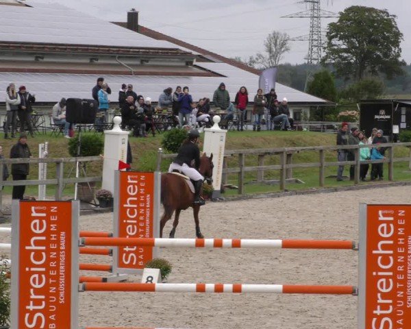 Reitturnier Honsolgen-Buchloe/Schw. 2024
