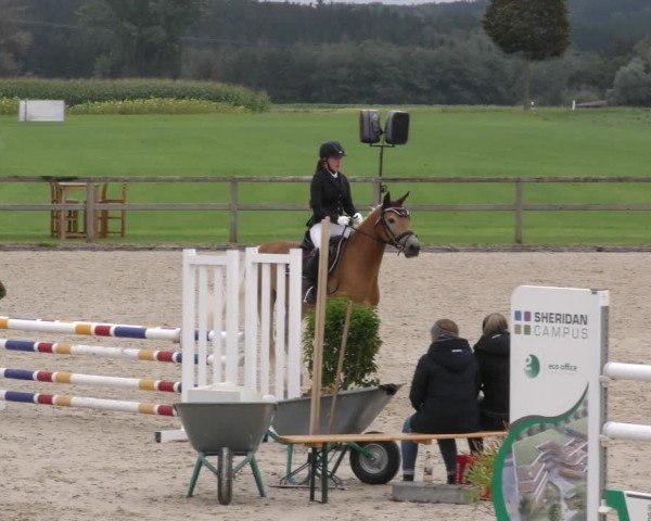 Reitturnier Honsolgen-Buchloe/Schw. 2024