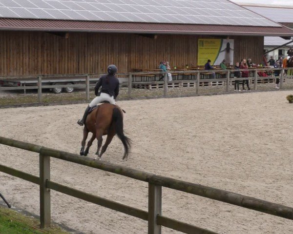 Reitturnier Honsolgen-Buchloe/Schw. 2024