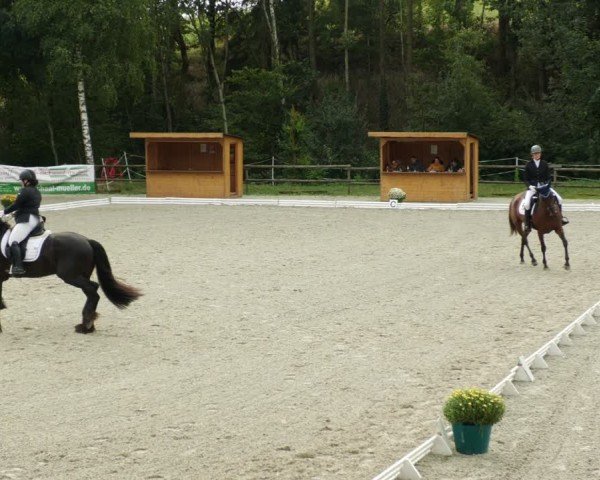 Reitturnier Ditzingen 2024