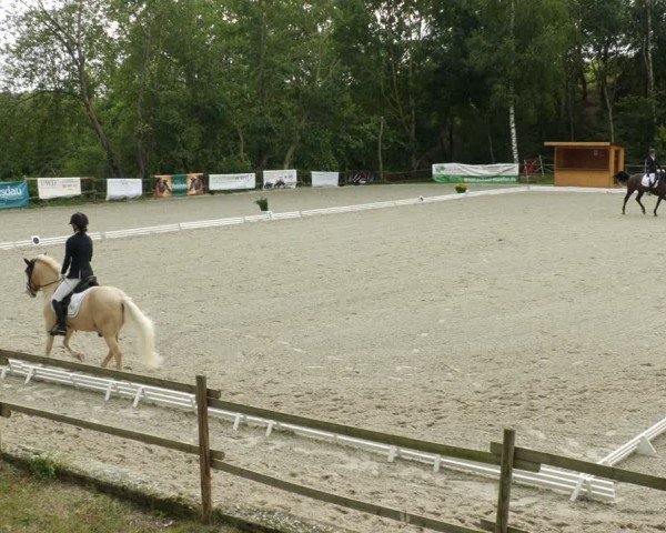 Reitturnier Ditzingen 2024