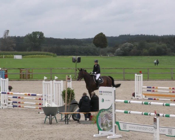 Reitturnier Honsolgen-Buchloe/Schw. 2024