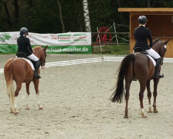 Reitturnier Ditzingen 2024