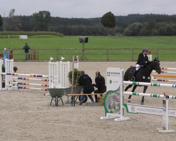 Reitturnier Honsolgen-Buchloe/Schw. 2024