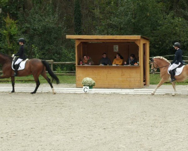 Reitturnier Ditzingen 2024