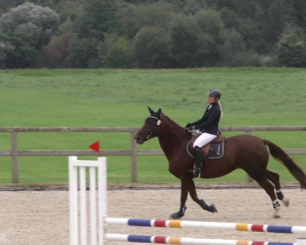 Reitturnier Honsolgen-Buchloe/Schw. 2024
