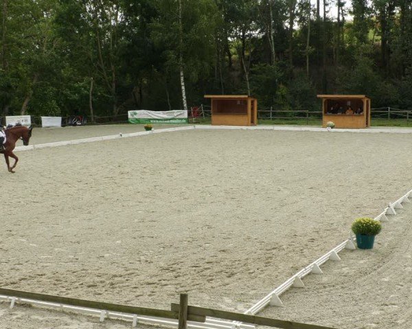 Reitturnier Ditzingen 2024
