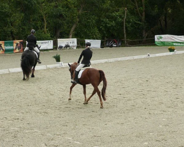 Reitturnier Ditzingen 2024