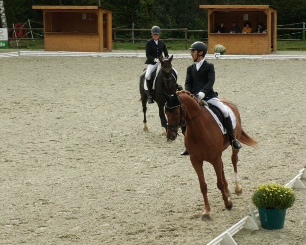 Reitturnier Ditzingen 2024