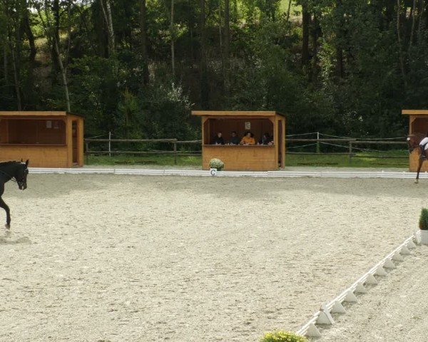 Reitturnier Ditzingen 2024