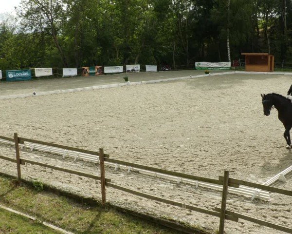 Reitturnier Ditzingen 2024