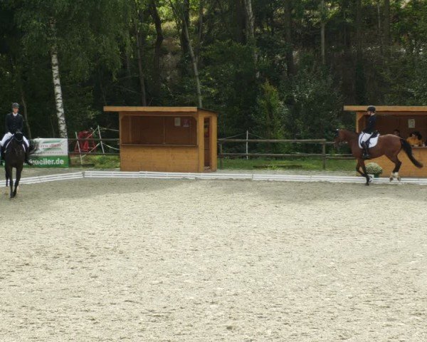 Reitturnier Ditzingen 2024