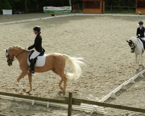 Reitturnier Ditzingen 2024