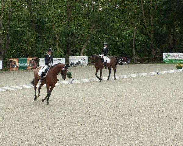 Reitturnier Ditzingen 2024