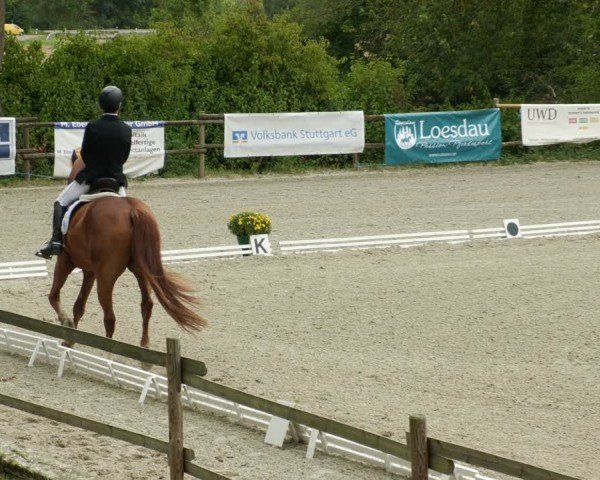 Reitturnier Ditzingen 2024