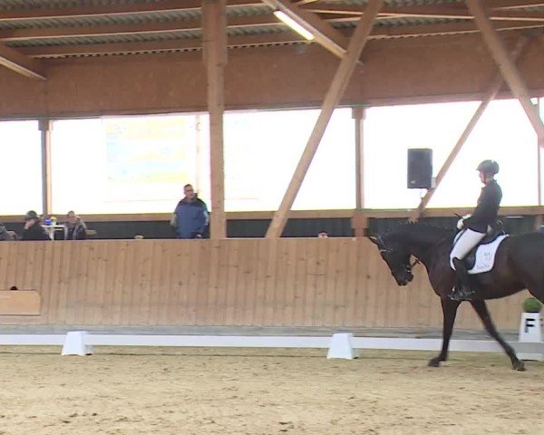 Reitturnier Grafenrheinfeld/Ufr. 2024