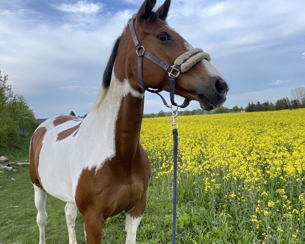 jumper Anneliese 17 (Trakehner, 2008, from Harbuz AA) jumper Anneliese 17 (Trakehner, 2008, from Harbuz AA)