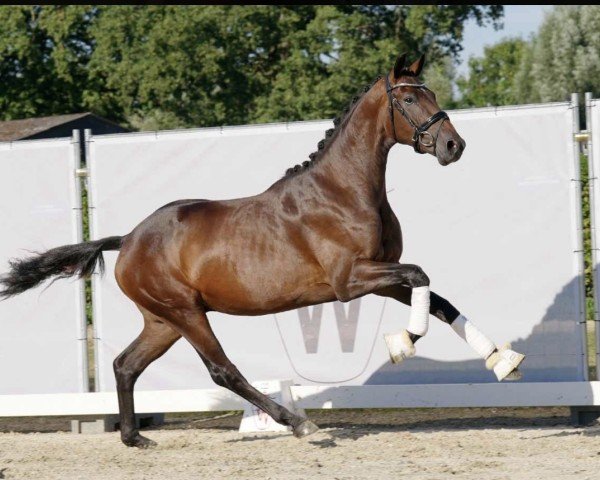 Pferd Zaperol Sprizz (Hannoveraner, 2020, von Blue Hors Zackorado)