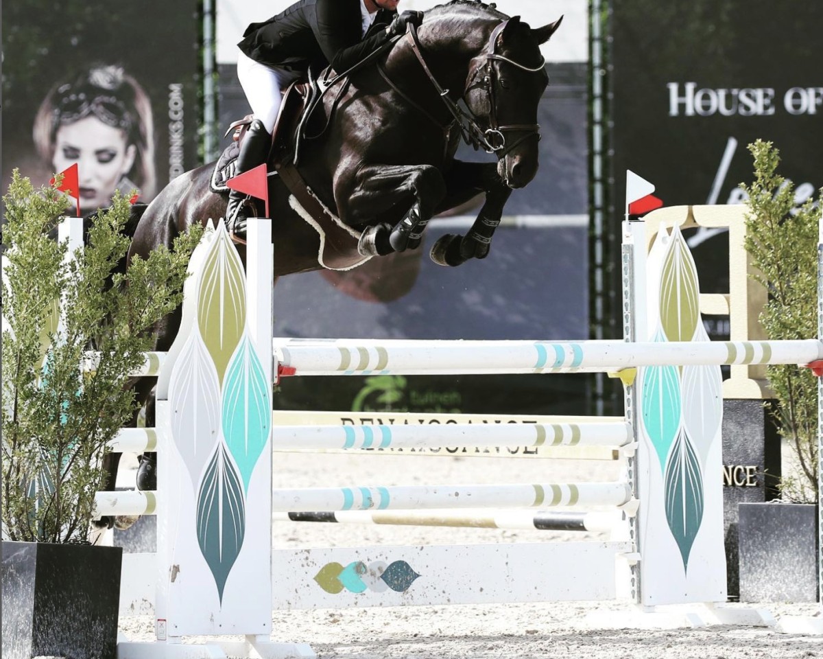 Springpferd Ceasar Obolensky Vb Z (Zangersheide Reitpferd, 2015, von Cornet Obolensky)