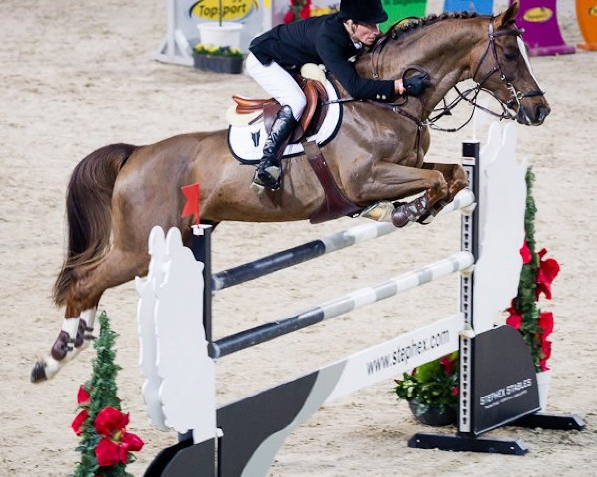 stallion Doree van de Moskifarm (Belgian Warmblood, 2003, from Heartbreaker)