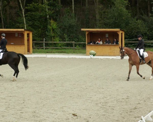 Reitturnier Ditzingen 2024