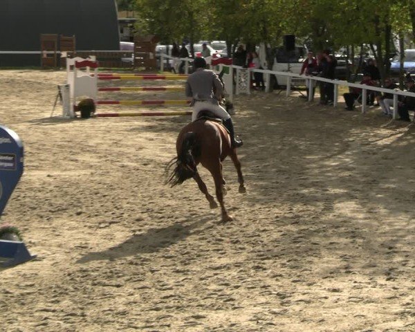 Reitturnier Bad Schmiedeberg 2024