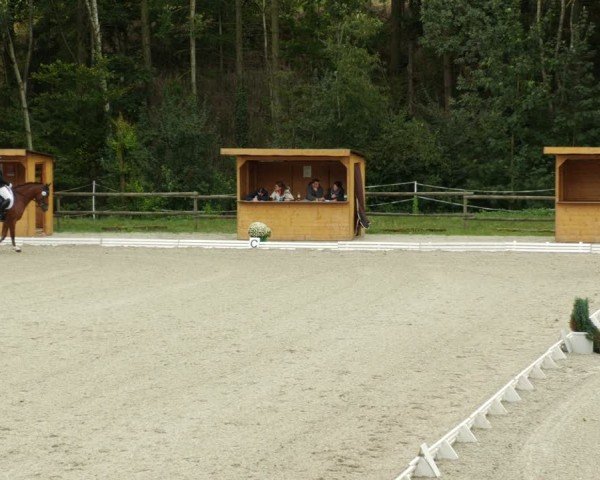 Reitturnier Ditzingen 2024