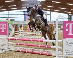 Springpferd Henry Hurricane (Deutsches Sportpferd, 2019, von HICKSTEAD WHITE)