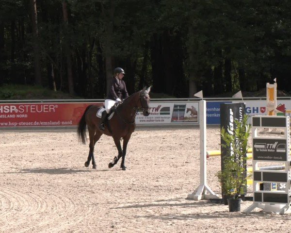 Reitturnier Dörpen 2024