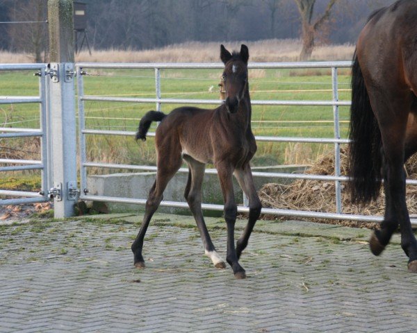 horse Stute von Taurus / Erdinger (Oldenburg, 2023, from Taurus) horse Stute von Taurus / Erdinger (Oldenburg, 2023, from Taurus)