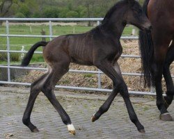 Pferd Hengst von Du Monde / Erdinger (Oldenburger, 2024, von Du Monde)