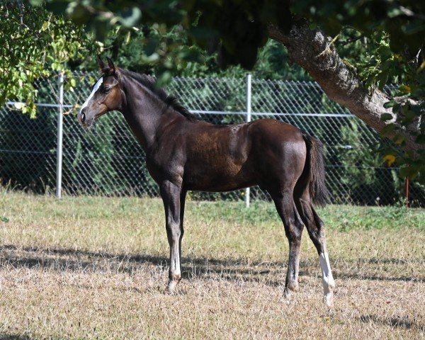 horse Hengst von Connor / For Pleasure (Oldenburg show jumper, 2024, from Connor 48)