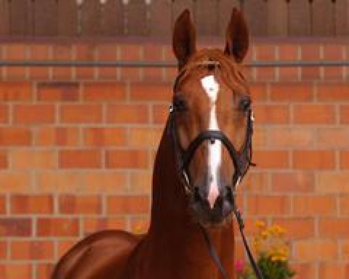 Jumper Rahmannshof's Bamiro (Westphalian, 2003, from Baloubet du Rouet)