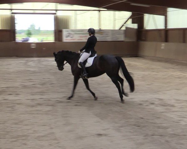 Reitturnier Bad Schmiedeberg 2024