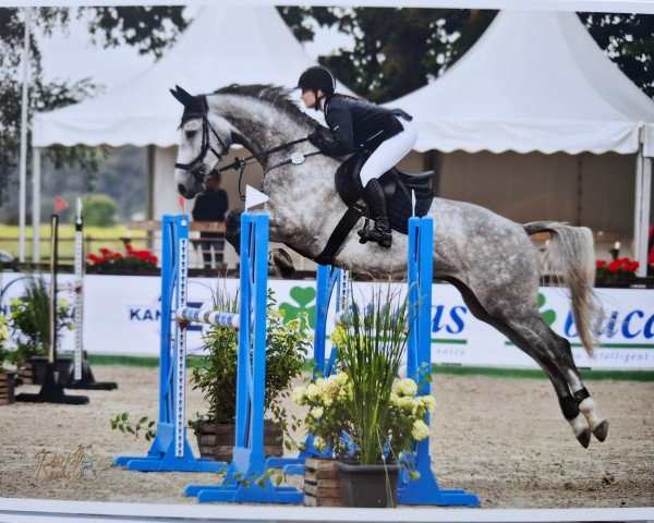 jumper Checktender (Oldenburg show jumper, 2018, from K.i Checkter)