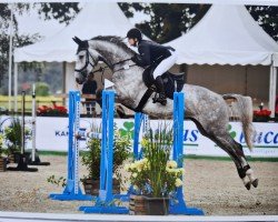 jumper Checktender (Oldenburg show jumper, 2018, from K.i Checkter)