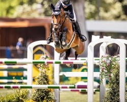 jumper La Una (Oldenburg show jumper, 2011, from Chacco-Blue)