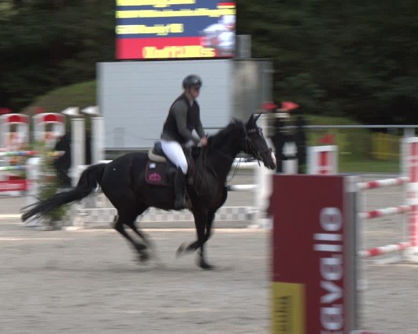 Reitturnier Dörpen 2024