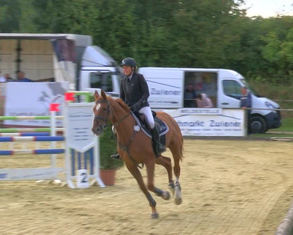 Reitturnier Laer 2024