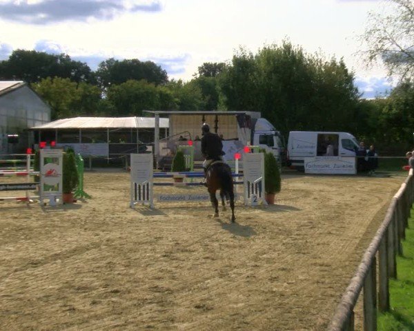 Reitturnier Laer 2024
