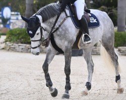 jumper Cia Z (Zangersheide riding horse, 2016, from Cornet Obolensky)