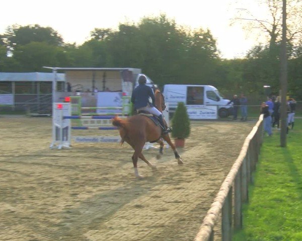 Reitturnier Laer 2024